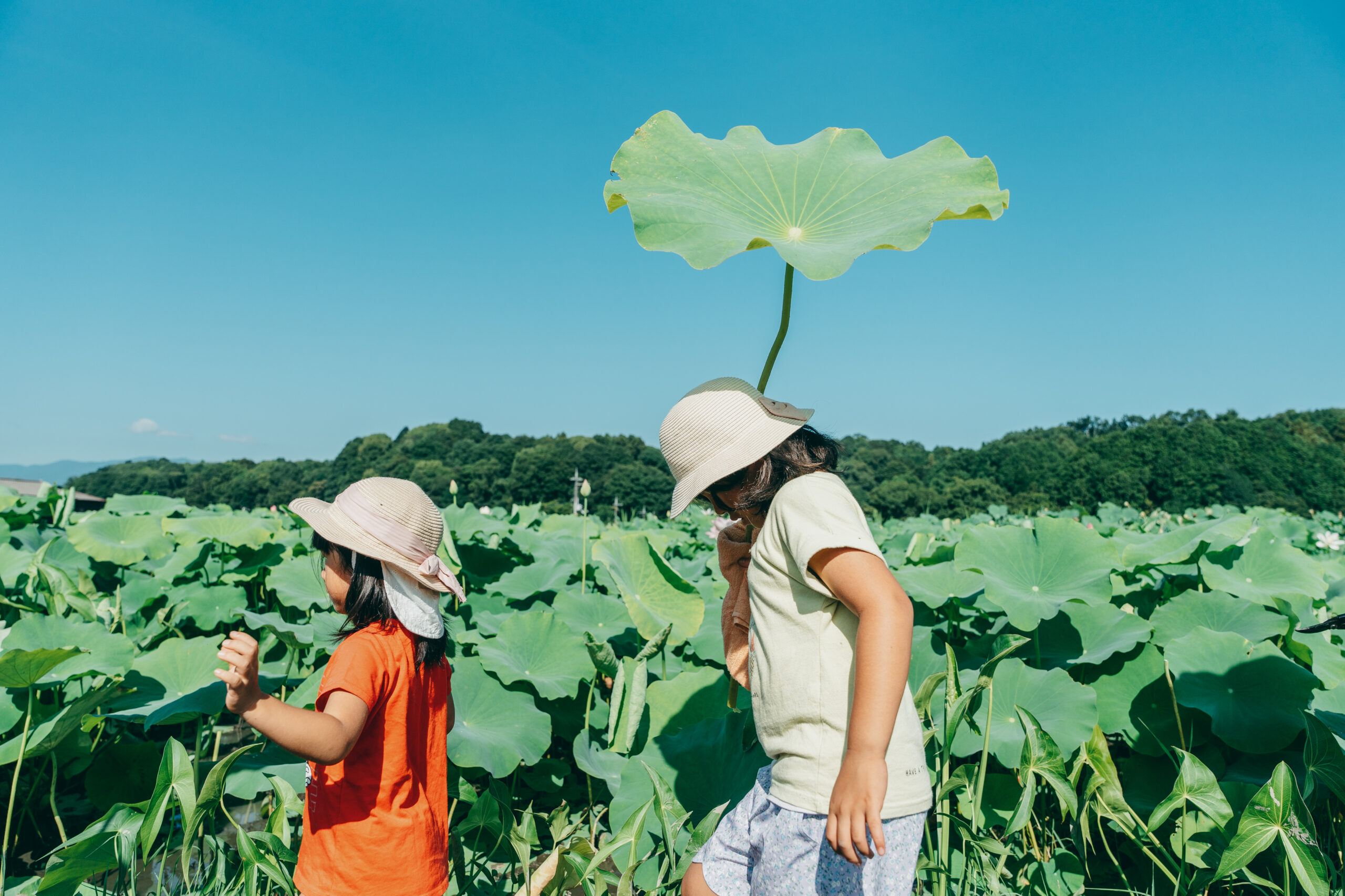 明日香の蓮根田んぼでアーシング<BR>＆蓮の葉茶作り
